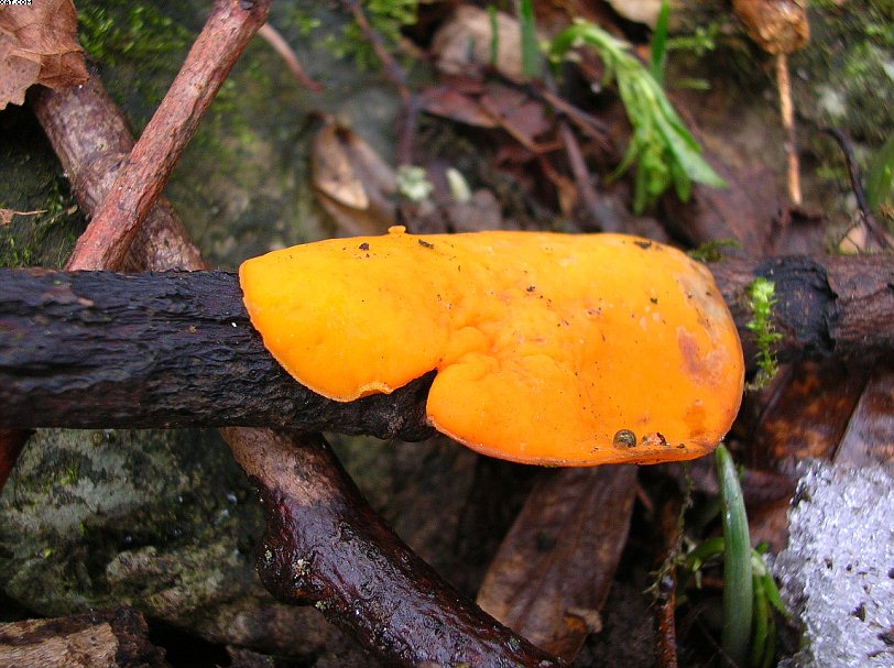 Sarcoscypha jurana  (Boud.)  Baral  fo. xanthoide